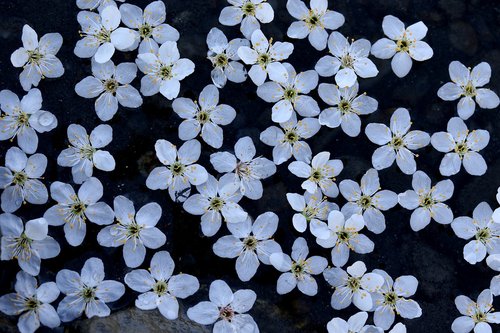 flowers  white  waterline