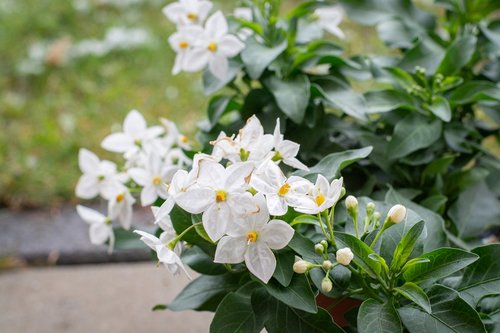 flowers  plant  white