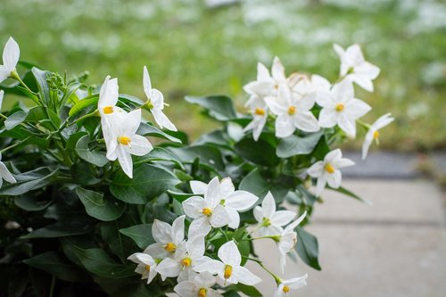 flowers  white  white flowers