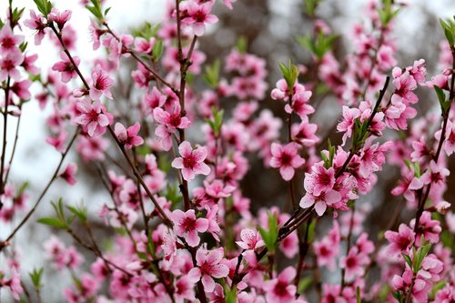 flowers  pink  casey