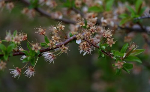 flowers  withered  casey