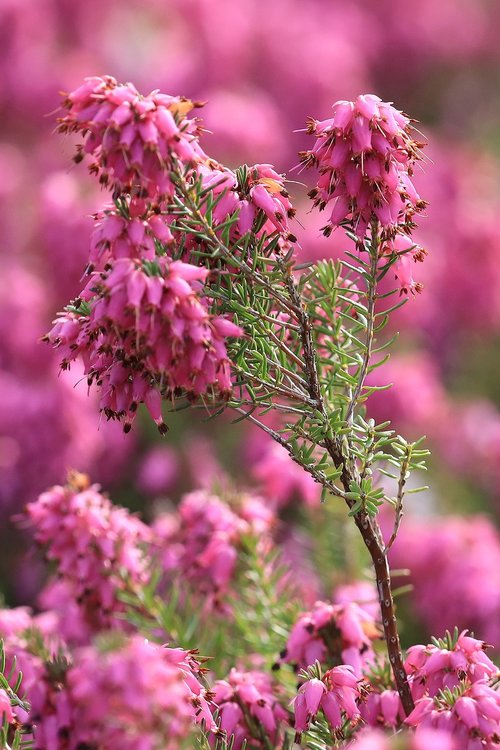 flowers  flower  nature