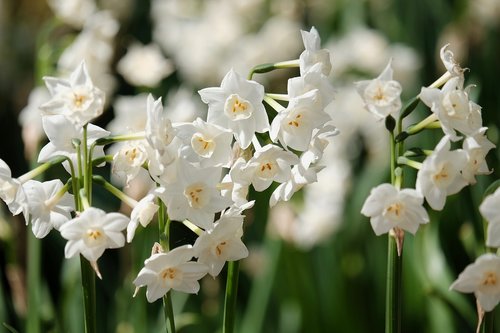 flowers  narcissus  white