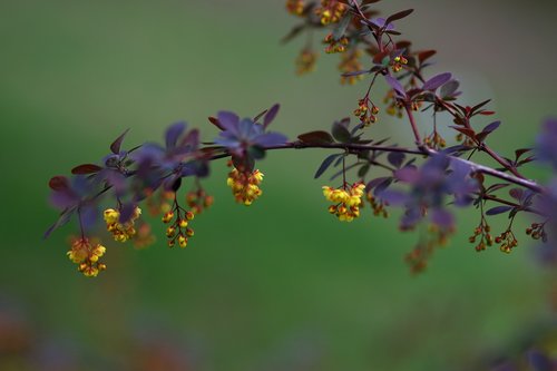 flowers  yellow  casey