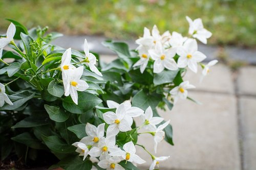 flowers  plant  white