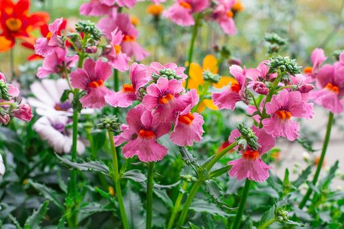 flowers  spring  plant