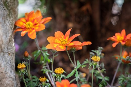 flowers  orange  plant
