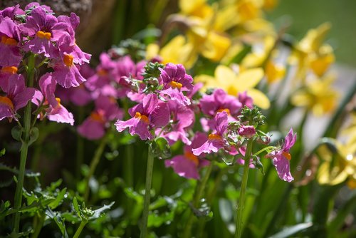 flowers  garden  spring