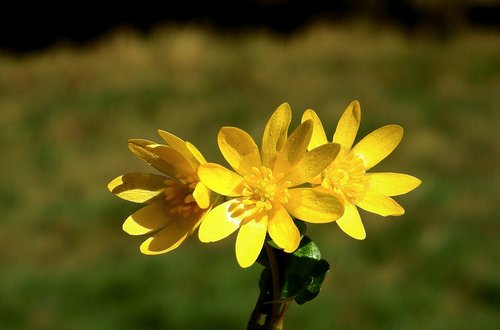 flowers  yellow  spring