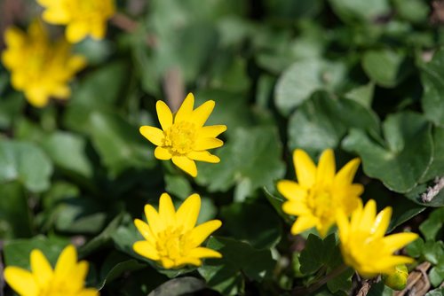 flowers  yellow  garden