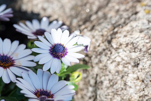 flowers  garden  white