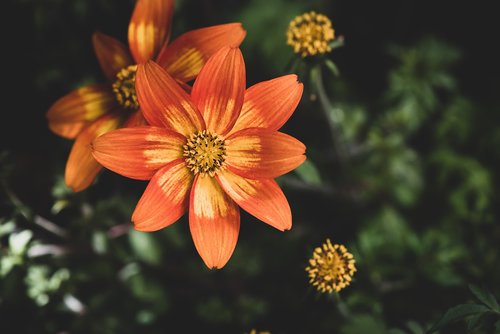 flowers  orange  garden