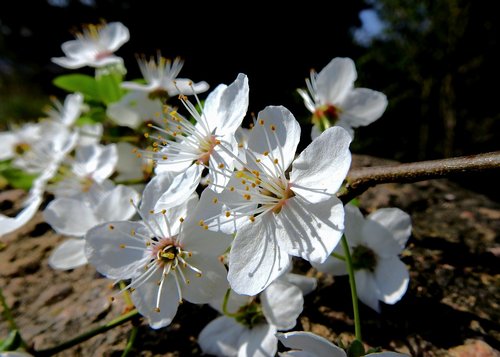 flowers  spring  the petals