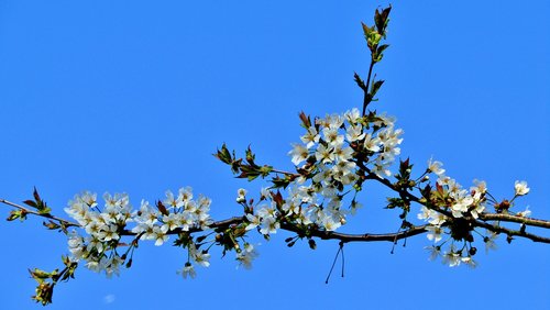 flowers  garden  nature