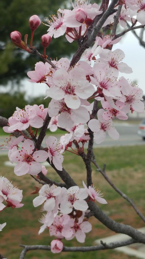 flowers  cherry  blossom