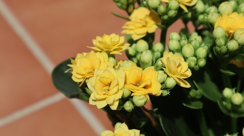flowers  yellow  kalanchoe