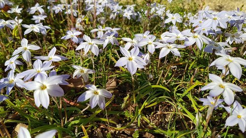 flowers  garden  nature