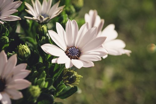 flowers  white  garden