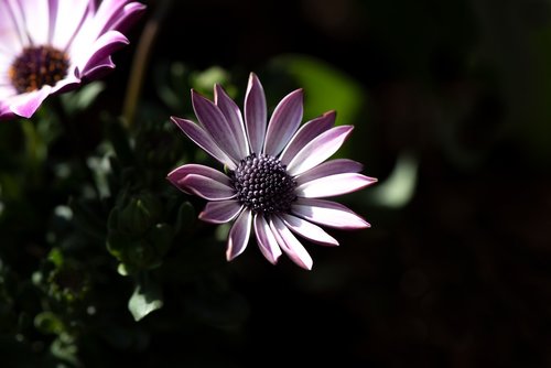 flowers  garden  blossom