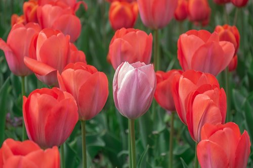 flowers  tulips  tulip field