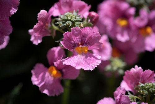 flowers  pink  garden