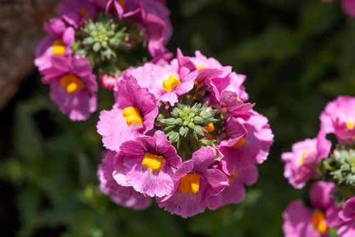 flowers  pink  garden