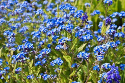 flowers  bluebell  spring
