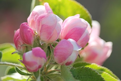 flowers  bud  apple blossom