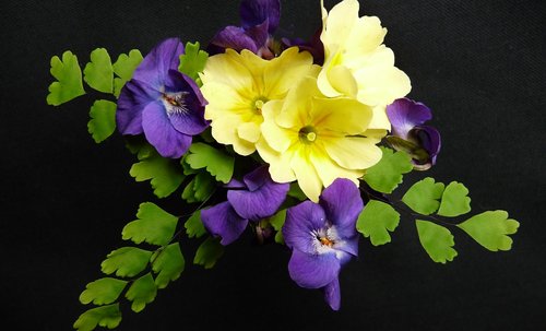 flowers  primrose  violets