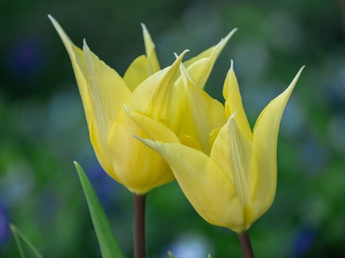 flowers  tulips  nature