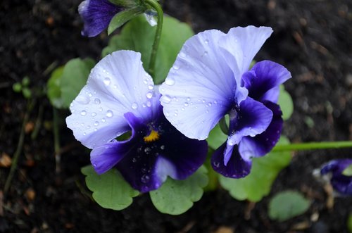 flowers  violet  summer