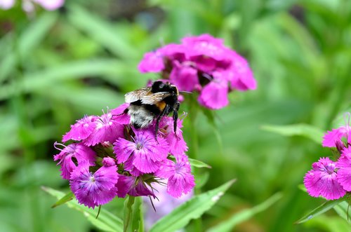 flowers  summer  bee