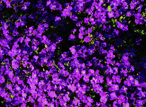 flowers  bloom  purple