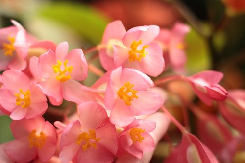 flowers  flower  petal