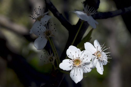 flowers  white  nature