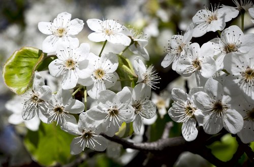 flowers  white  nature