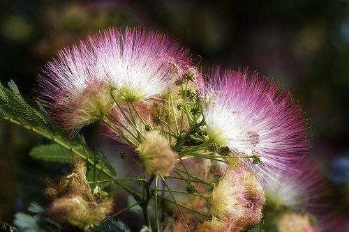 flowers  silk  pink