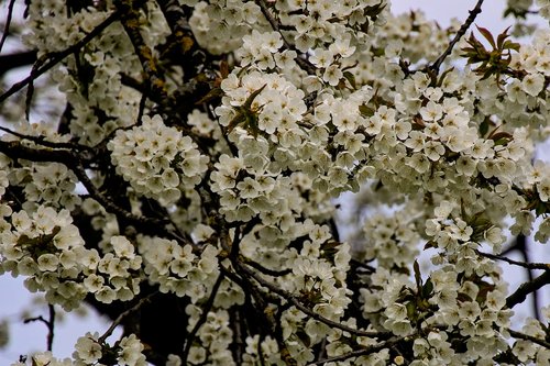 flowers  tree  spring