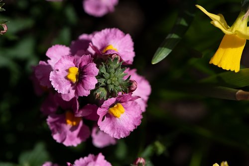 flowers  flower  pink