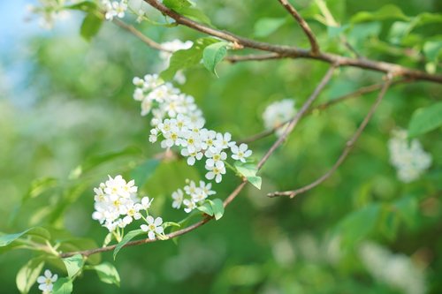 flowers  nature  petals