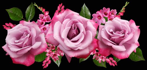 flowers  roses  perfume