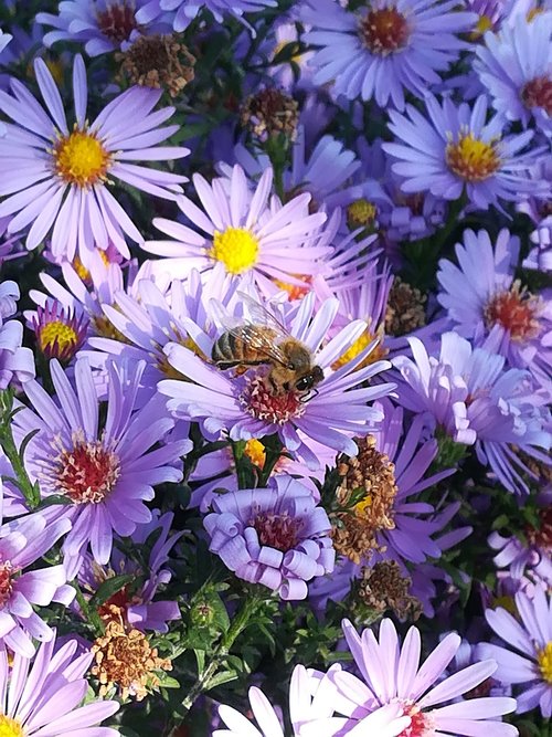 flowers  bee  asters