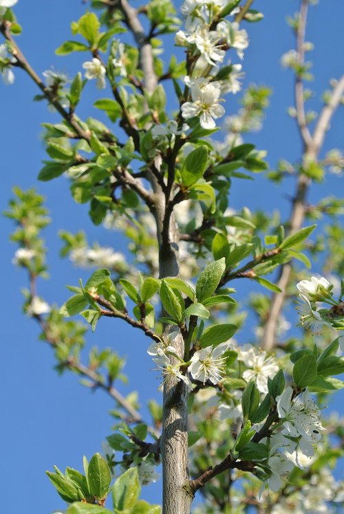 flowers  spring  bloom