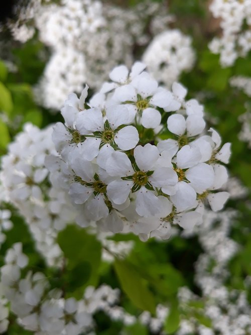 flowers  spring flowers  white flower