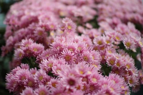 flowers pink plants