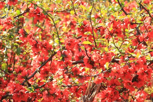 flowers  summer  red