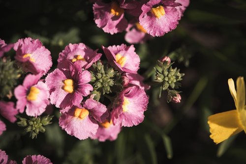 flowers  pink  plant