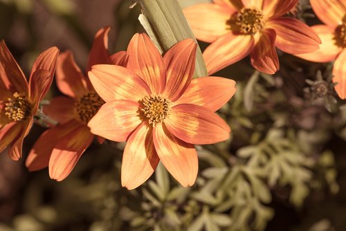 flowers  orange  spring