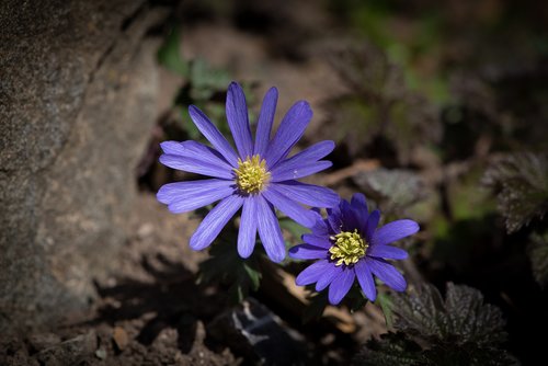 flowers  blue  garden