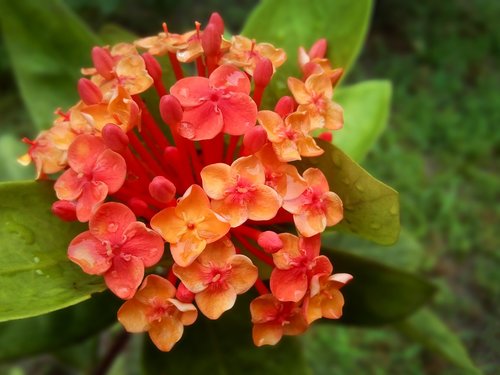 flowers  bangladesh  nature